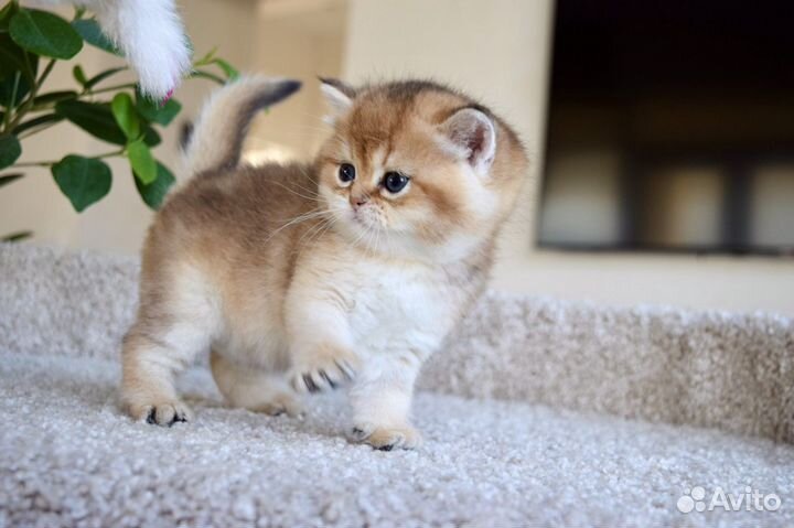 Шотландские котята