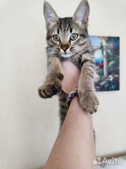 Котенок 2 месяца девочка