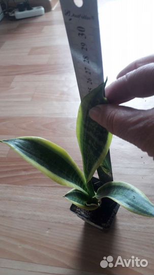 Сансевиерия