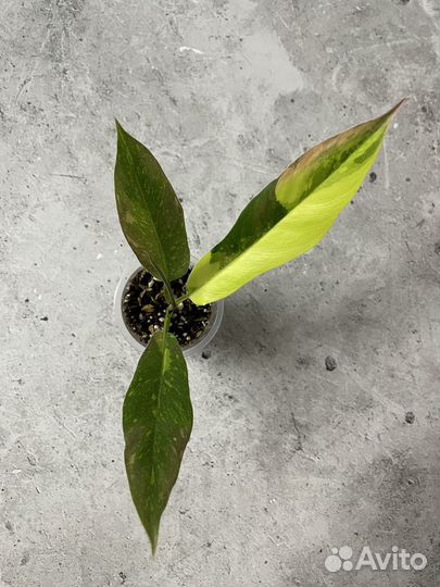 Филодендрон Ринг оф файер