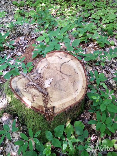 Спил деревьев, расчистка участков