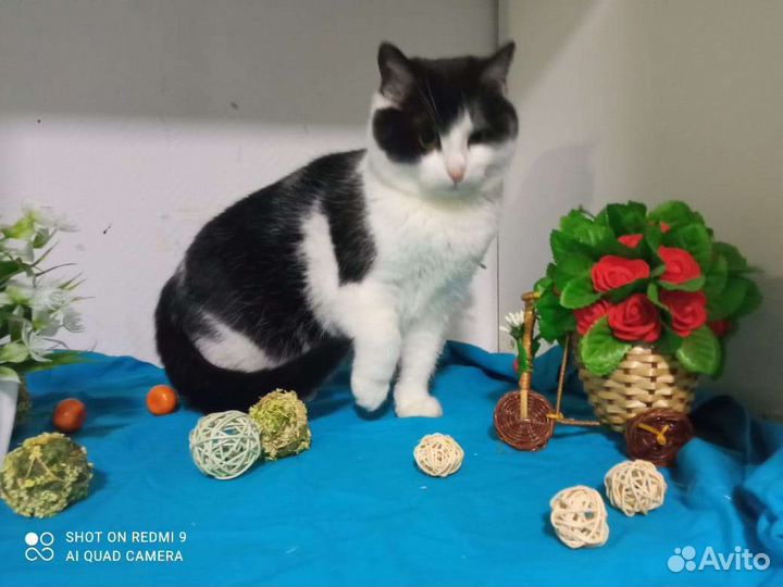 Смоки в добрые руки