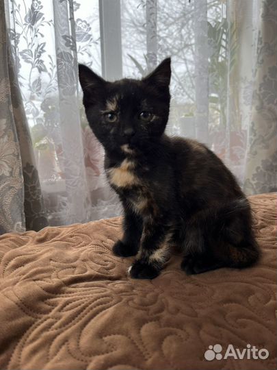 Черный котенок