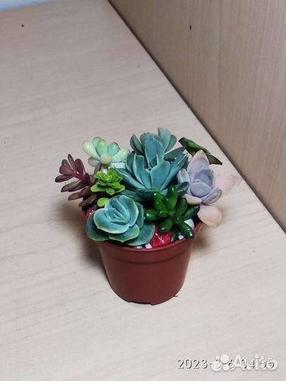 Композиции из суккулентов подарочные