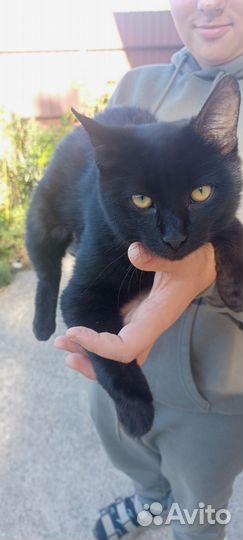 Славный котик