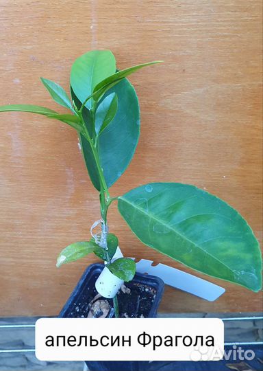 Продам цитрусовые растения