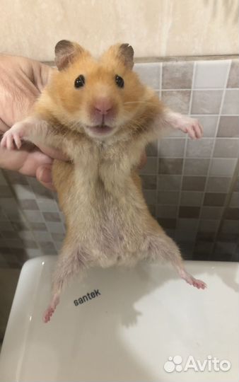 Сирийский хомяк с клеткой