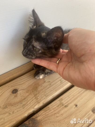 Кошечка в добрые руки