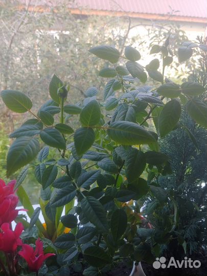 Комнатные цветы