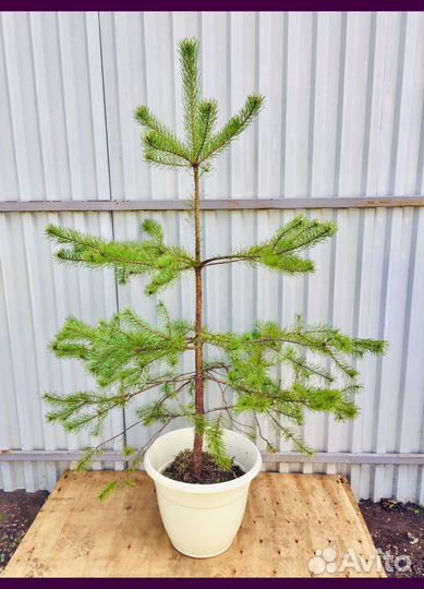 Сосны саженцы с доставкой