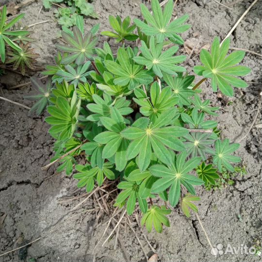 Цветы рассада