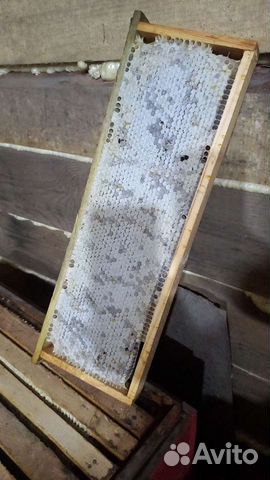 Мед в сотах