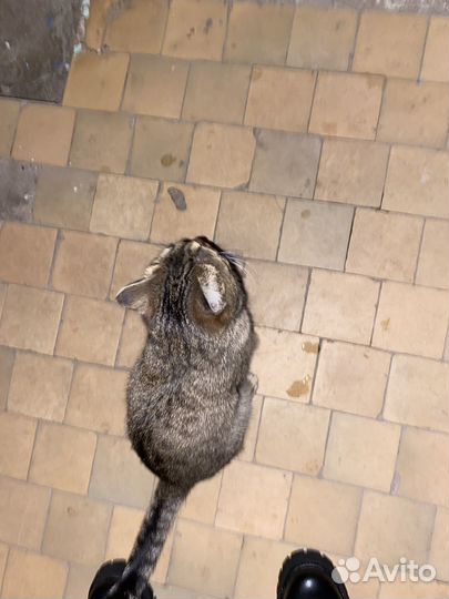 Кошка в дар бесплатно