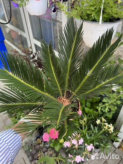 Цикас революта