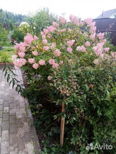 Саженцы растений