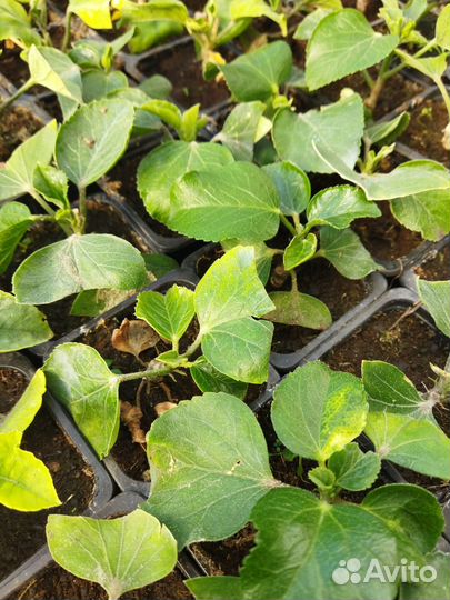 Гибискус Sleeping Beauty