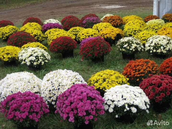 Хризантемы мультифлора