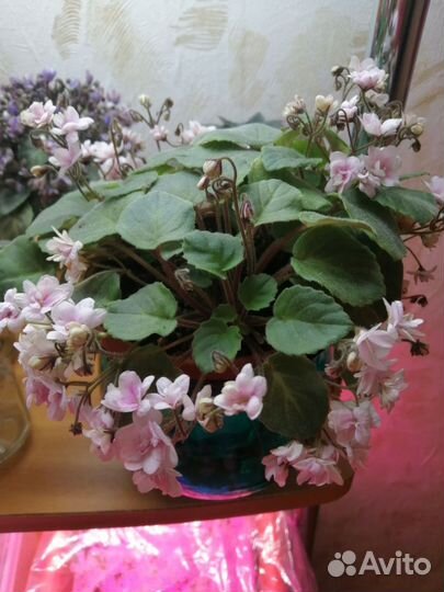 Фиалка мини и трелеры