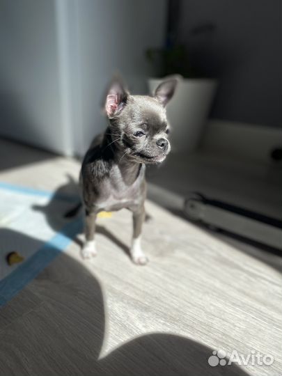 Щенок чихуахуа девочка