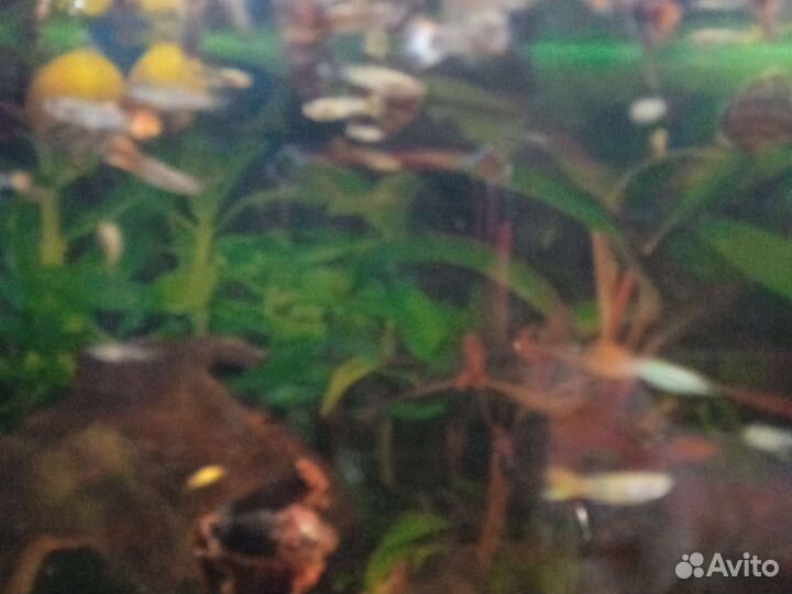 Гуппи ампулярия