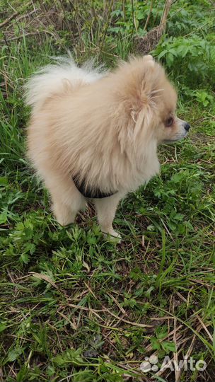 Немецкий шпиц вязка