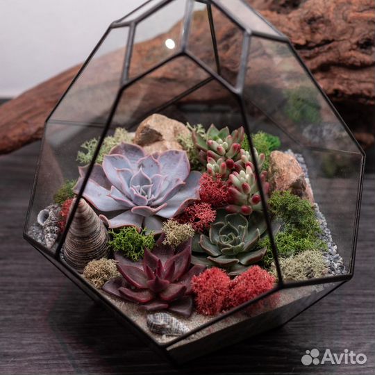 Флорариумы с суккулентами студии Glass & Grass