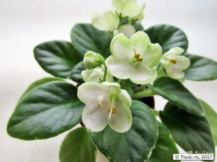 Сортовая фиалка Н - Подснежник полумини