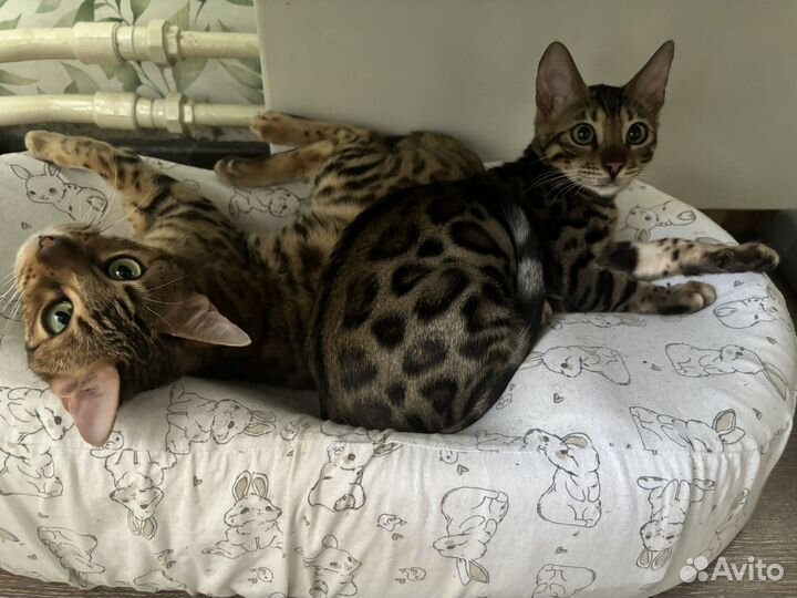 Бенгальский котенок