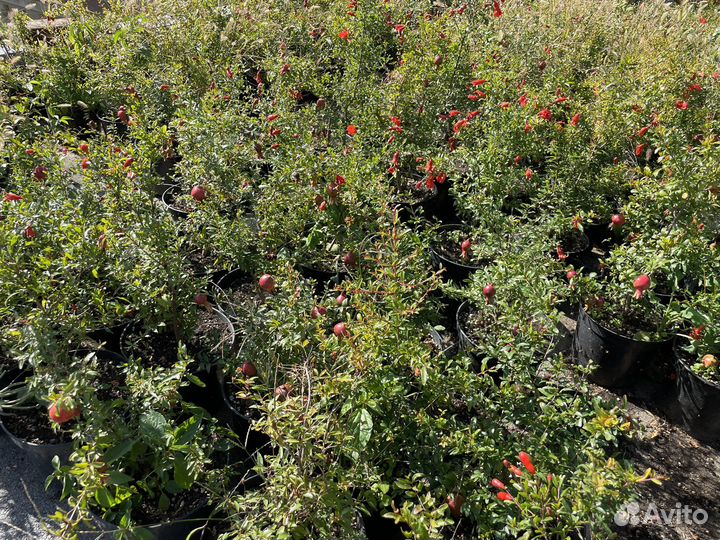 Карликовый гранат