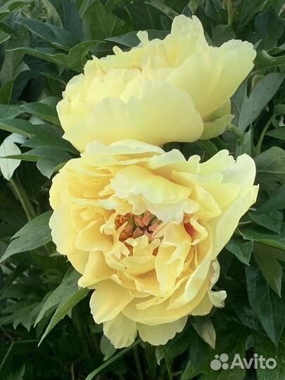 Пионы (дележка осень 2024г) зкс