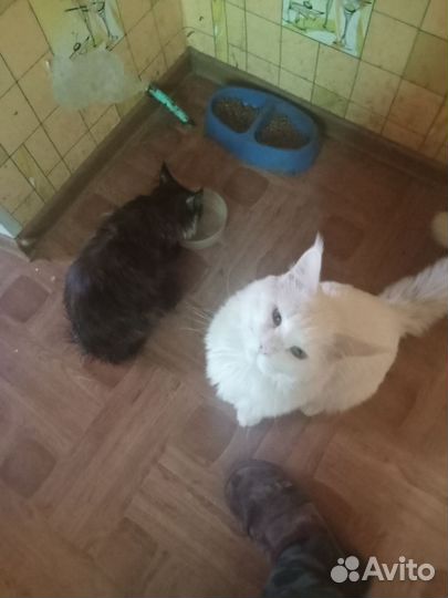 Котята мейн-кун