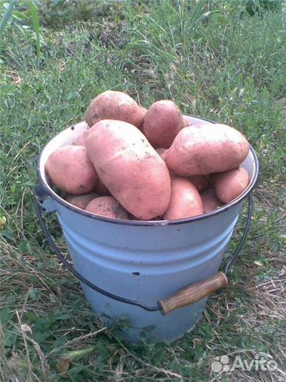 Продам картофель на еду
