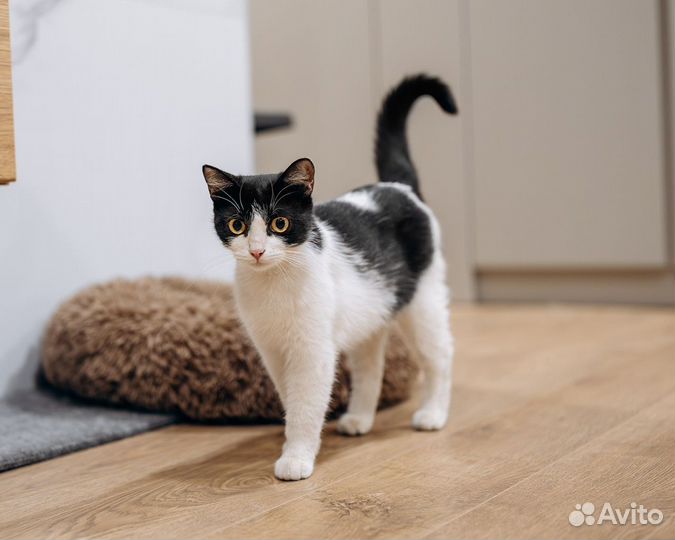 Шарлиз кошка в добрые руки