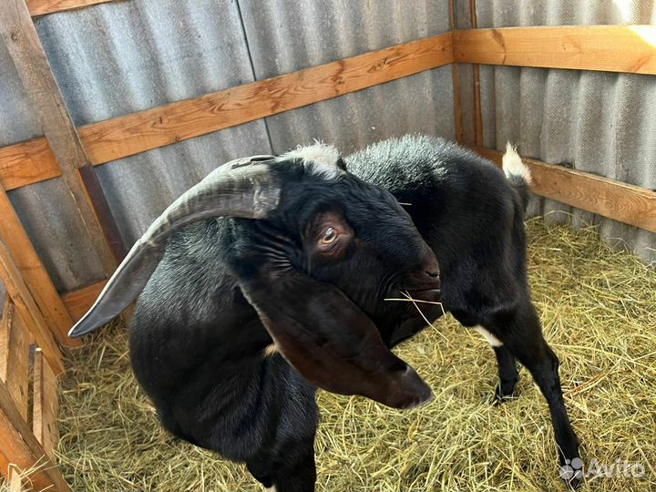 Нубийский козел