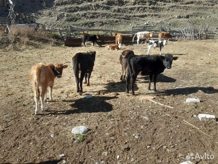 Бычок И телки