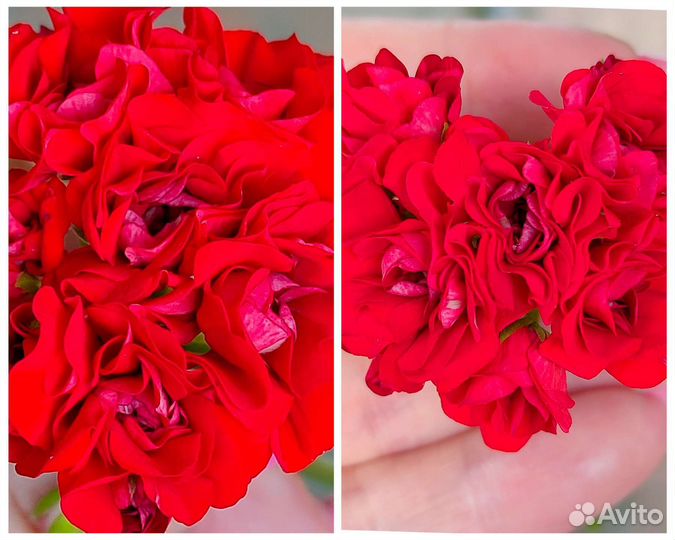 Сортовые герани