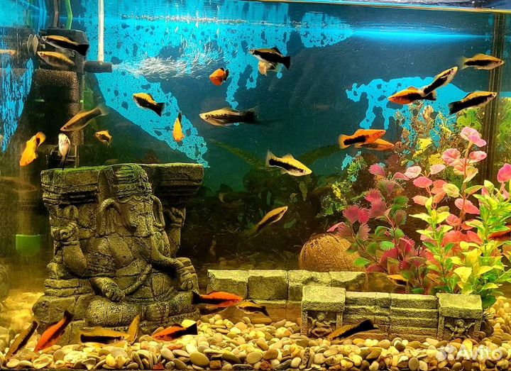 Аквариумные рыбки