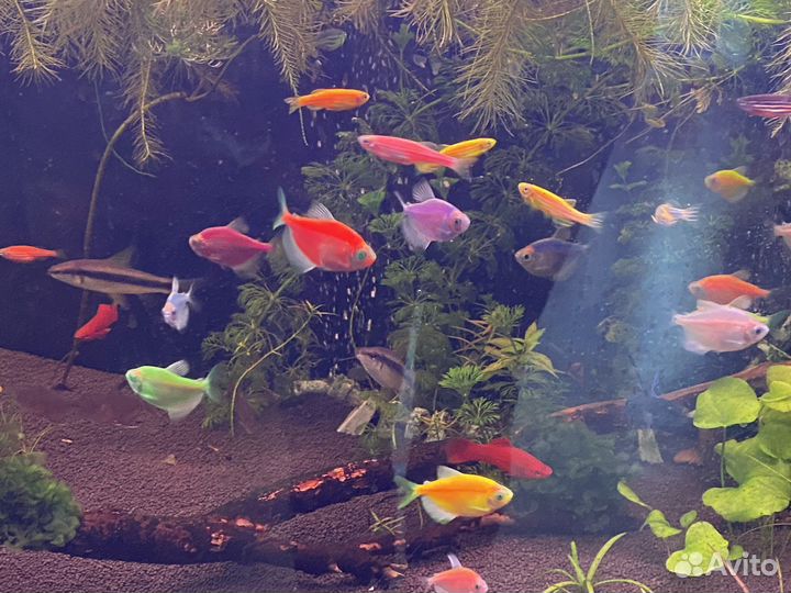 Аквариумные рыбки
