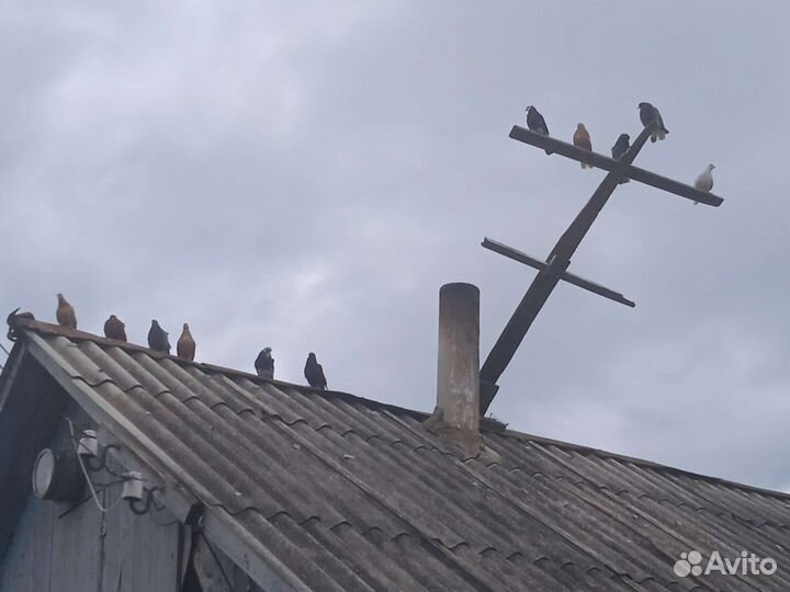 Голуби николаевские и курские