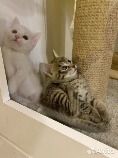 Котята мальчики