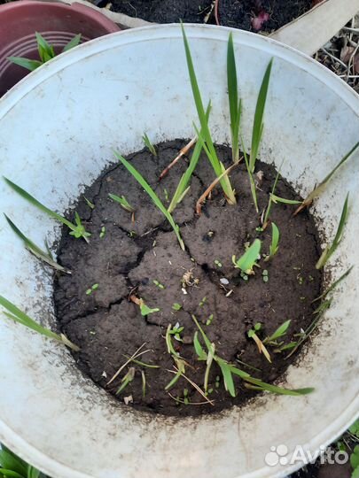 Цветы китайские гладиолусы