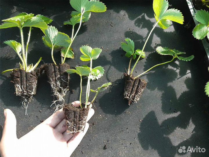 Рассада клубники. Крупная ягода