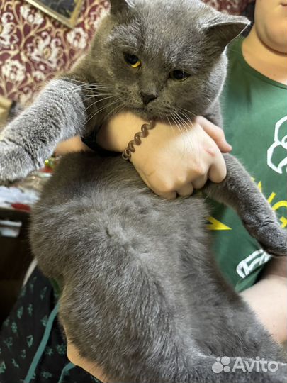 Кошк на вязку