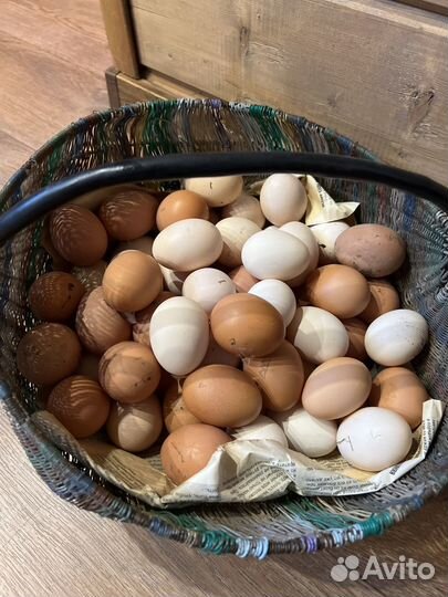 Домашние куриные яйца
