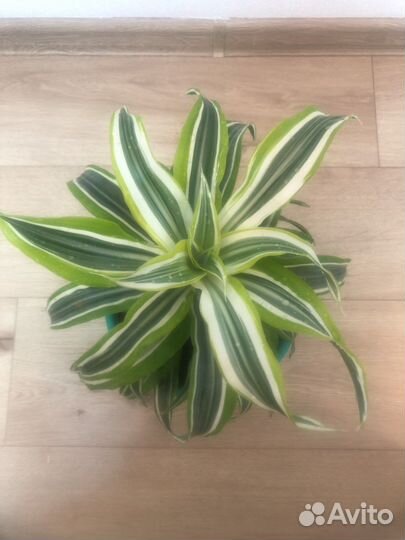 Драцена душистая