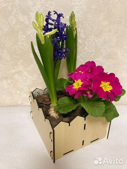 Цветы гиацинты к 8 марта