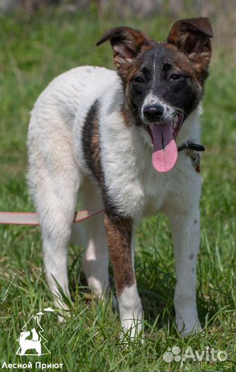 Генри, собака в хорошие руки