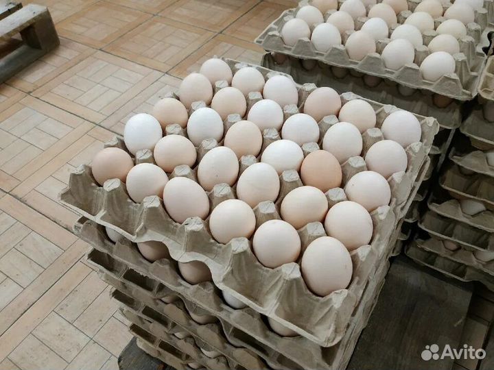 Яйца купить ставрополь. Птицефабрика яйца. Яйцо куриное. Птицеводство яйца. Фабрика яиц.
