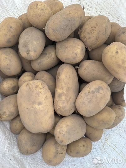 Крупная домашняя картошка