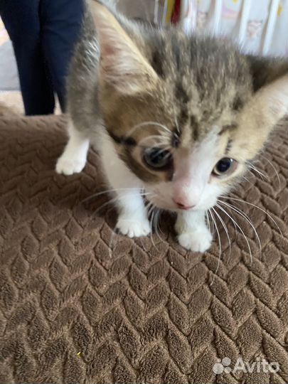 Кошка